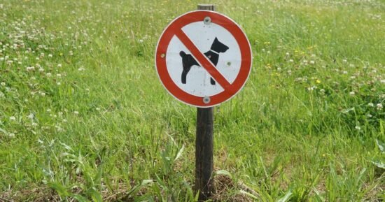 Experts say this potentially lethal dog could be next to be banned in UK