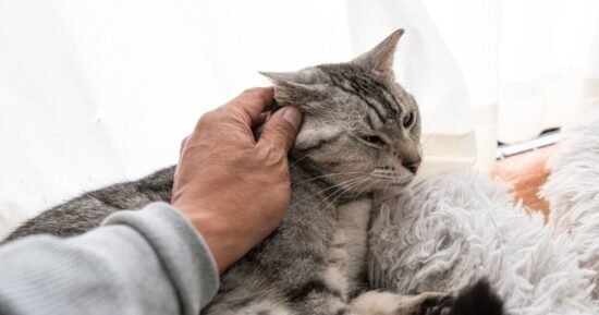 10 surprising signs your pet might have gut issues – and what to look for