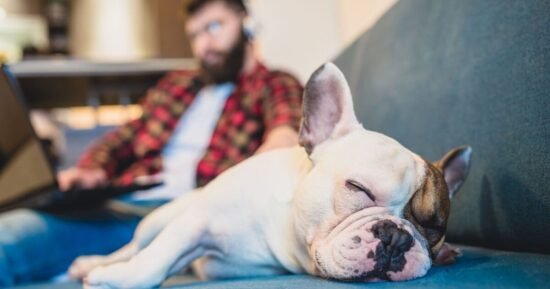 Dog expert reveals top ten dogs that need the least walking