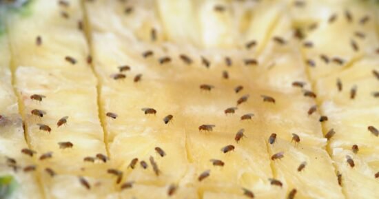 Cleaning expert shares one thing that banishes fruit flies – not white vinegar