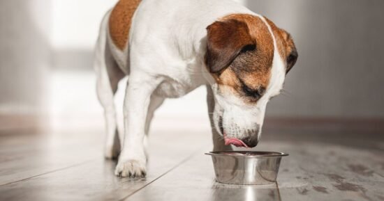 Urgent ‘do not use’ warning over popular dog food in the UK
