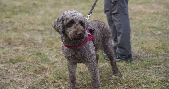 Dog owners face £5k fine for forgetting to add two details to pet’s collar