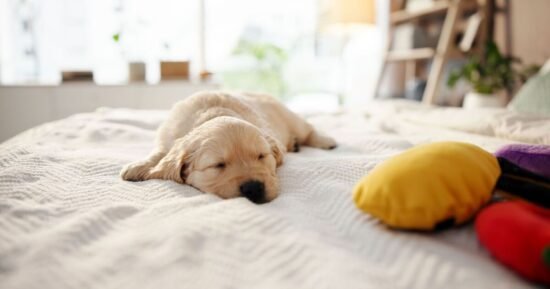 Animal expert weighs in on whether you should let dogs sleep in your bed