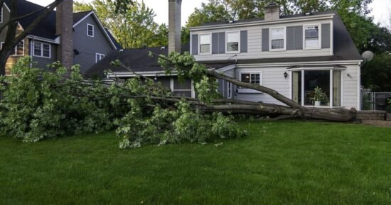 ‘My entitled neighbour cut down my tree in garden for petty reason’ | US | News