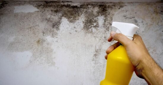 Supermarket shoppers snap up £15 plant to prevent mould this winter