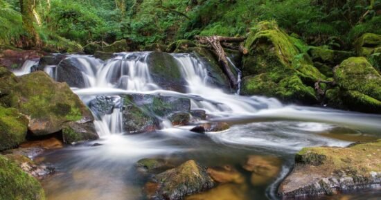 ‘My top five woodland walks to visit this autumn in Cornwall’