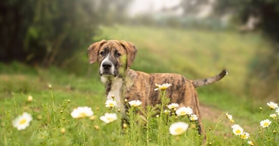 Dog owners introduce new puppy to Great Dane and it's adorable