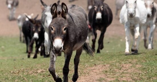 Two-day old donkey's first adventure away from mum leaves people in tears