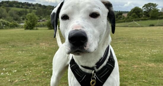 ‘Incredibly sweet dog traumatised by past’ in desperate need of new home