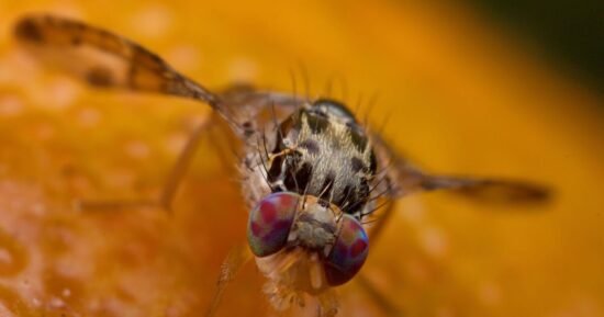 Fruits flies trapped if you add washing up liquid to an ingredient | UK | News