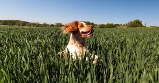 I’m a vet and these are the 10 most accident-prone dog breeds