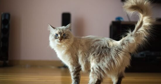 Cat named 'most beautiful' as people enchanted by unique detail