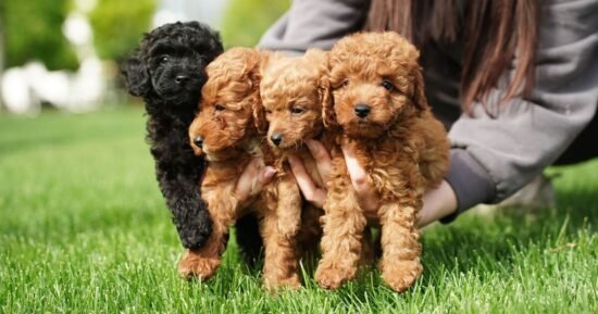 Dog trainer warns ‘harsh’ reality of getting pet people don’t realise