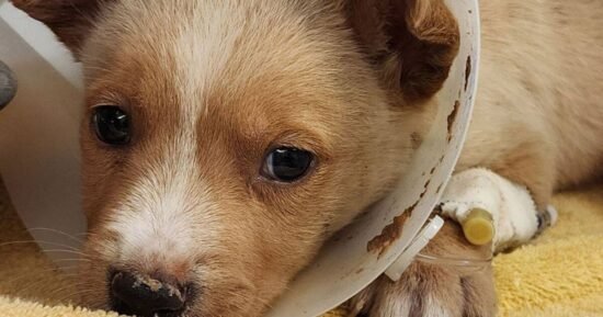 Tiny puppy thrown from car window desperately needs second chance