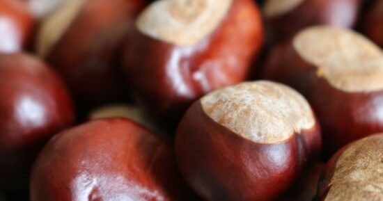 Drivers warned to keep conkers in their cars or risk £2,500 fine