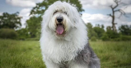 Dog expert names 9 ‘healthiest’ breeds – no scary vet bills