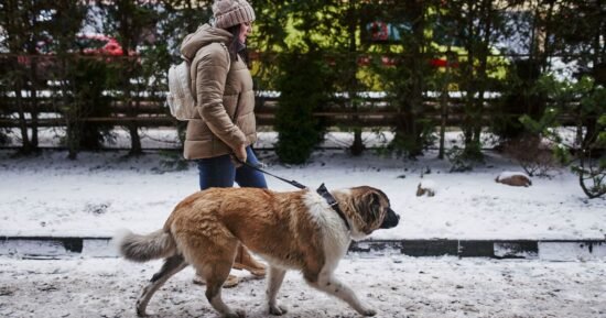 Vets share 4 crucial things to do to keep pet safe during darker months
