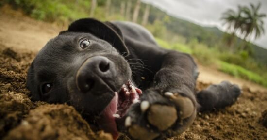 Vet issues ‘stop your dog’ warning over ‘extremely dangerous’ mistake