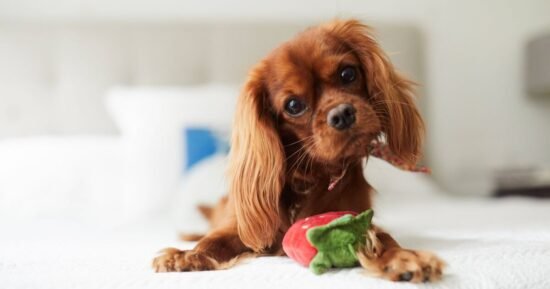 10 most popular dog names of 2025 and many overlap with human names