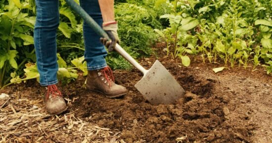 Three ‘crucial’ jobs anyone with allotment needs to do in October