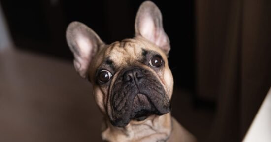 Sign your dog is ‘stressed’ or feels ‘ignored’ shows up at night