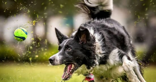 Vet settles debate on whether you should throw a ball for your dog