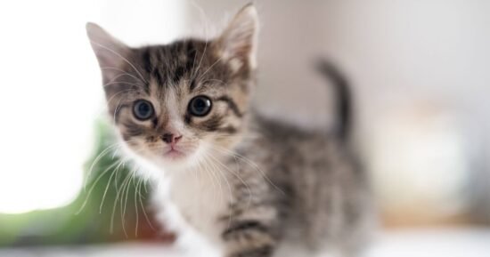 Heartbreak as cat rejects litter but volunteer saves the day