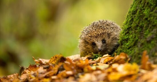 Monty Don shares how we can protect hedgehogs in gardens this autumn