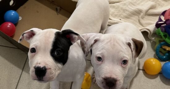 Rescue animal adoption and fostering: Top 10 myths stopping pets being saved