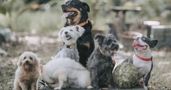 Vet settles debate on the 5 dog breeds you should never own as a pet