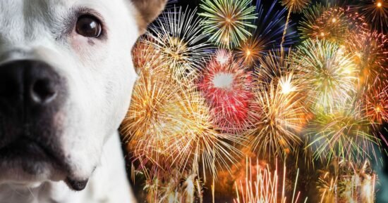 Vet shares 1 thing you can do to help your dog cope with fireworks
