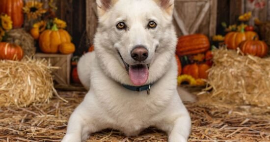 Dog expert warns ‘contact vet’ if you spot these behaviour changes