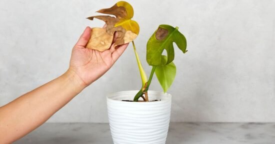 Plants won’t turn brown with gardener’s ‘best’ pot solution