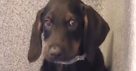 Puppy abandoned twice in 28 days desperately needs forever home | US | News