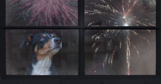 ‘Game changer’ gadget hailed for keeping dogs calm during fireworks