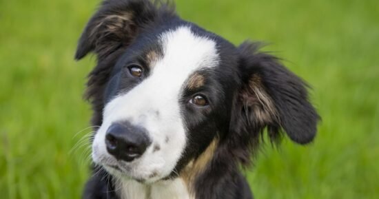 Vet nurse warns common mistake ‘can shorten pet’s life by years’