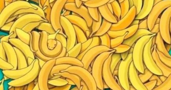 Only people with high IQ can find hidden animal in 19 seconds