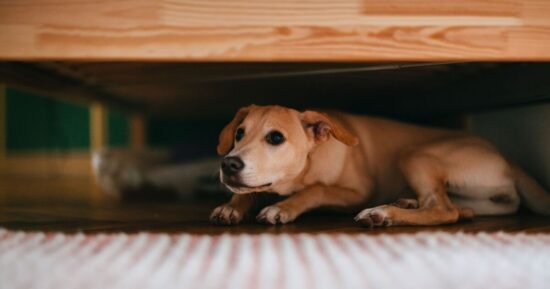 Dog trainer shares method to keep pets calm during fireworks on Bonfire Night