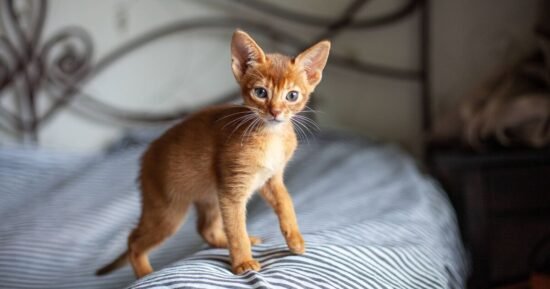 ‘I left my cat at mum’s house for a month and he was unrecognisable’