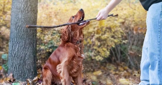 Dog owners going on autumn walks issued urgent warning