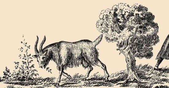 Only people with high IQ can spot the goat’s owner in 5 seconds