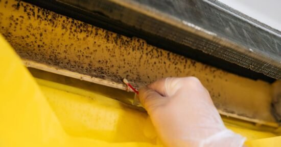 Eradicate mould ‘completely’ with 1 natural item