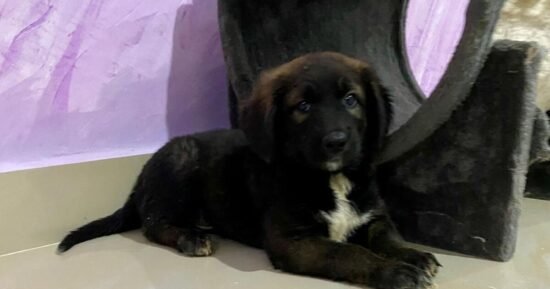 Puppy saved from drowning in bucket desperately needs new UK home | UK | News