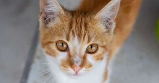 ‘Hidden’ sign your cat is in pain that could be ‘easy to miss’