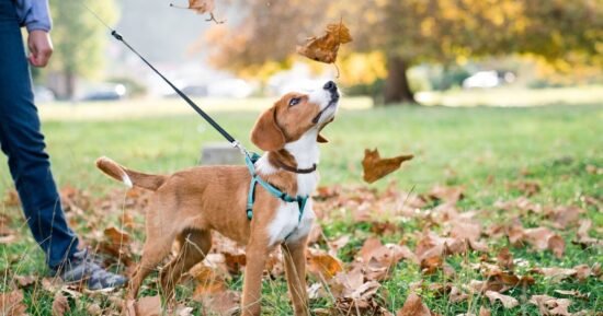 Rules that could see millions of dog owners hit with £1,000 fines | UK | News