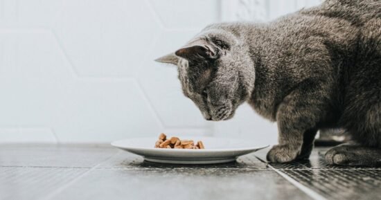 Man baffled as cats refuse to eat their food without odd ritual