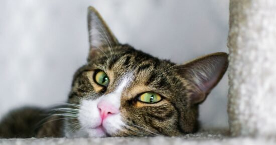 ‘Vet’s note after cat’s death left me in tears’