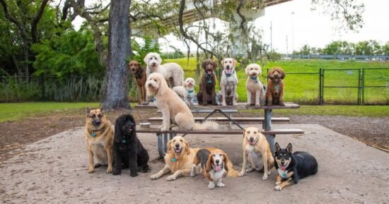 Five exceptionally ‘intelligent’ dog breeds
