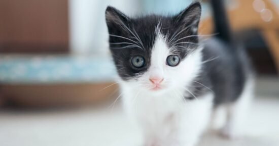 Cat owner shares pet’s reaction to meeting rescued kitten