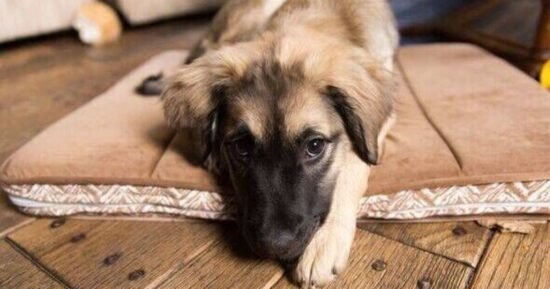 No one can believe the results when German Shepherd and Retriever have puppies